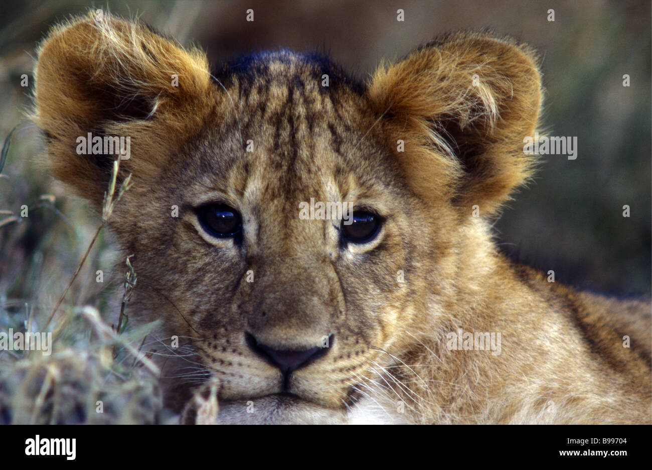 Close up ritratto di Giovane LION CUB circa due mesi Masai Mara riserva nazionale del Kenya Africa orientale Foto Stock