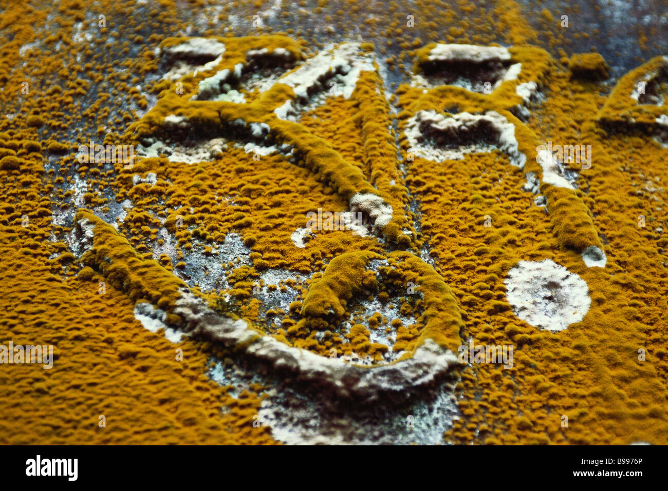 Script tibetano scavate nella roccia e coperte con il lichen Foto Stock