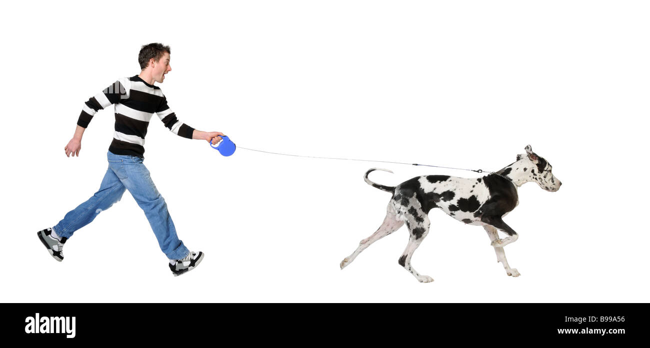 Uomo che cammina il suo cane Alano di 4 anni di fronte a uno sfondo bianco Foto Stock