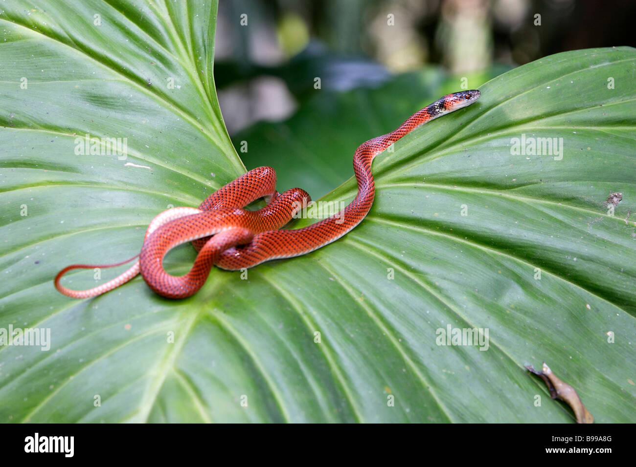 Nero-serpente a collare (Drepanoides anomalus) su Heliconia (Heliconia sp.) foglie Foto Stock