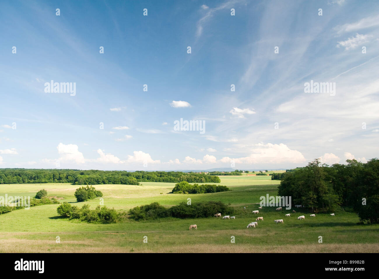 Paesaggio con il pascolo di bestiame in distanza Foto Stock