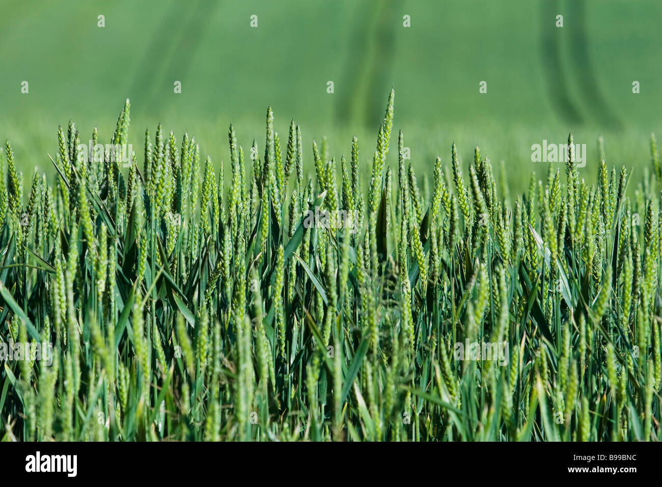 Grano verde in crescita in campo, close-up Foto Stock