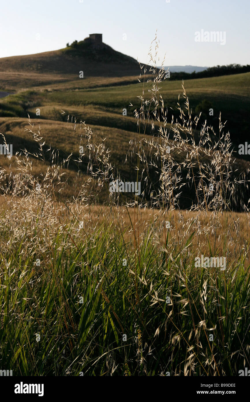 Campagna di volterà Foto Stock