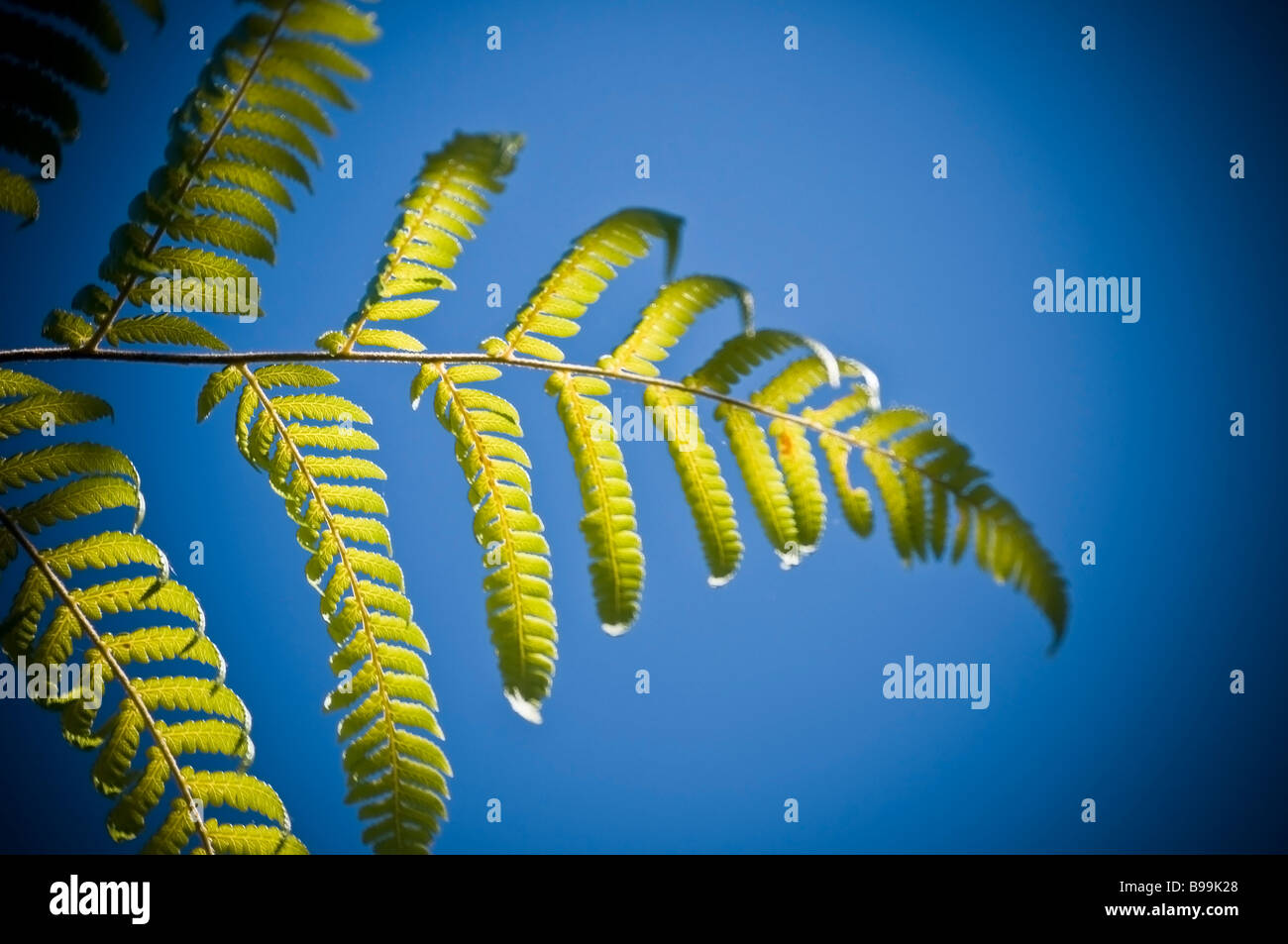 La struttura Silver Fern Cyathea dealbata da All Blacks Rugby jersey fama contro una nuova zelanda icona con vignette Foto Stock