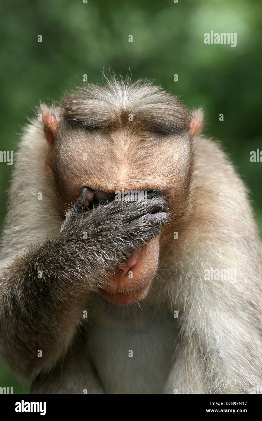 Ritratto di cofano maschio macaco Macaca radiata con la mano sui suoi occhi, 'See alcun male" Foto Stock