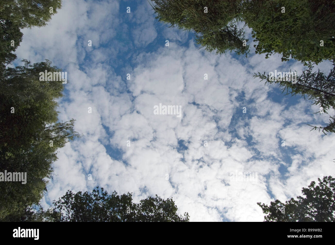 Le nuvole e il cielo attraverso la rottura in tree tops Foto Stock