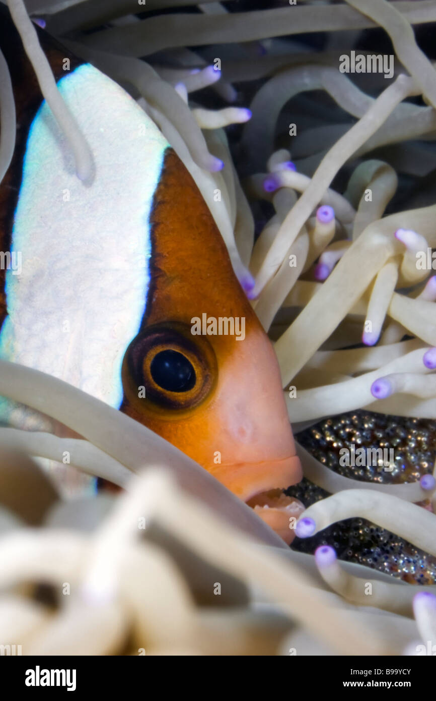 Un Clark Anemonefish strettamente le protezioni di una frizione di uova nel suo anemone marittimo casa al mare avventura vicino a Mabul isola in Malesia Foto Stock