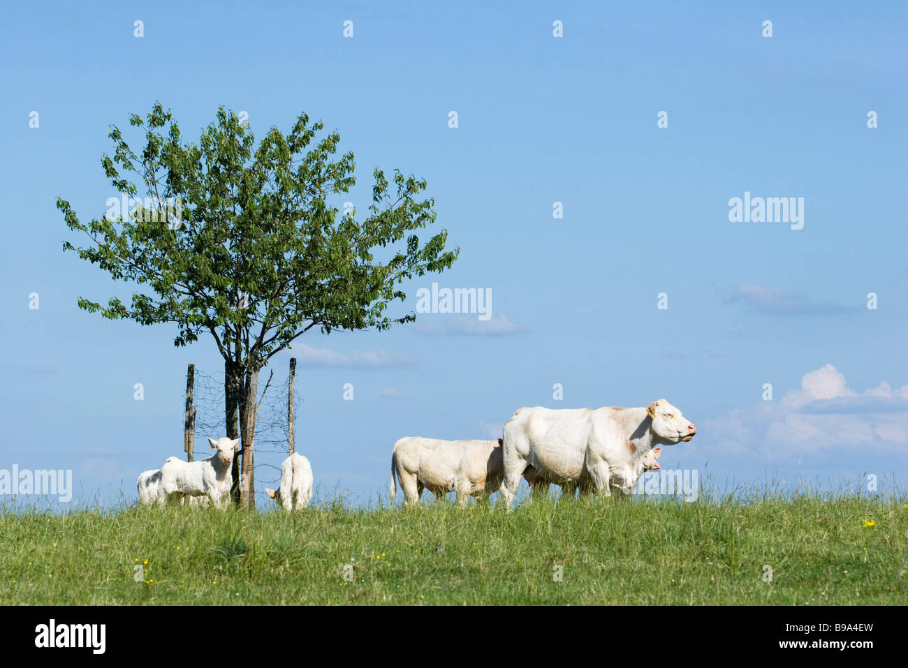 Bovini bianchi in pascolo Foto Stock