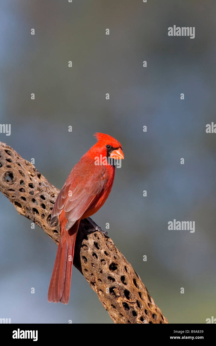 Il cardinale Nord Foto Stock