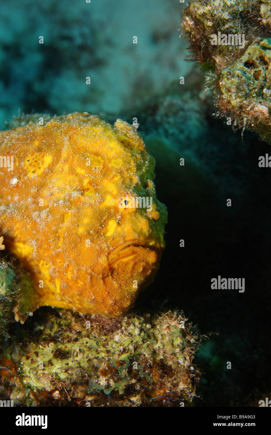 Rana pescatrice Longlure Antennarius multiocellatus colorato in giallo appollaiato sulla Coral Foto Stock
