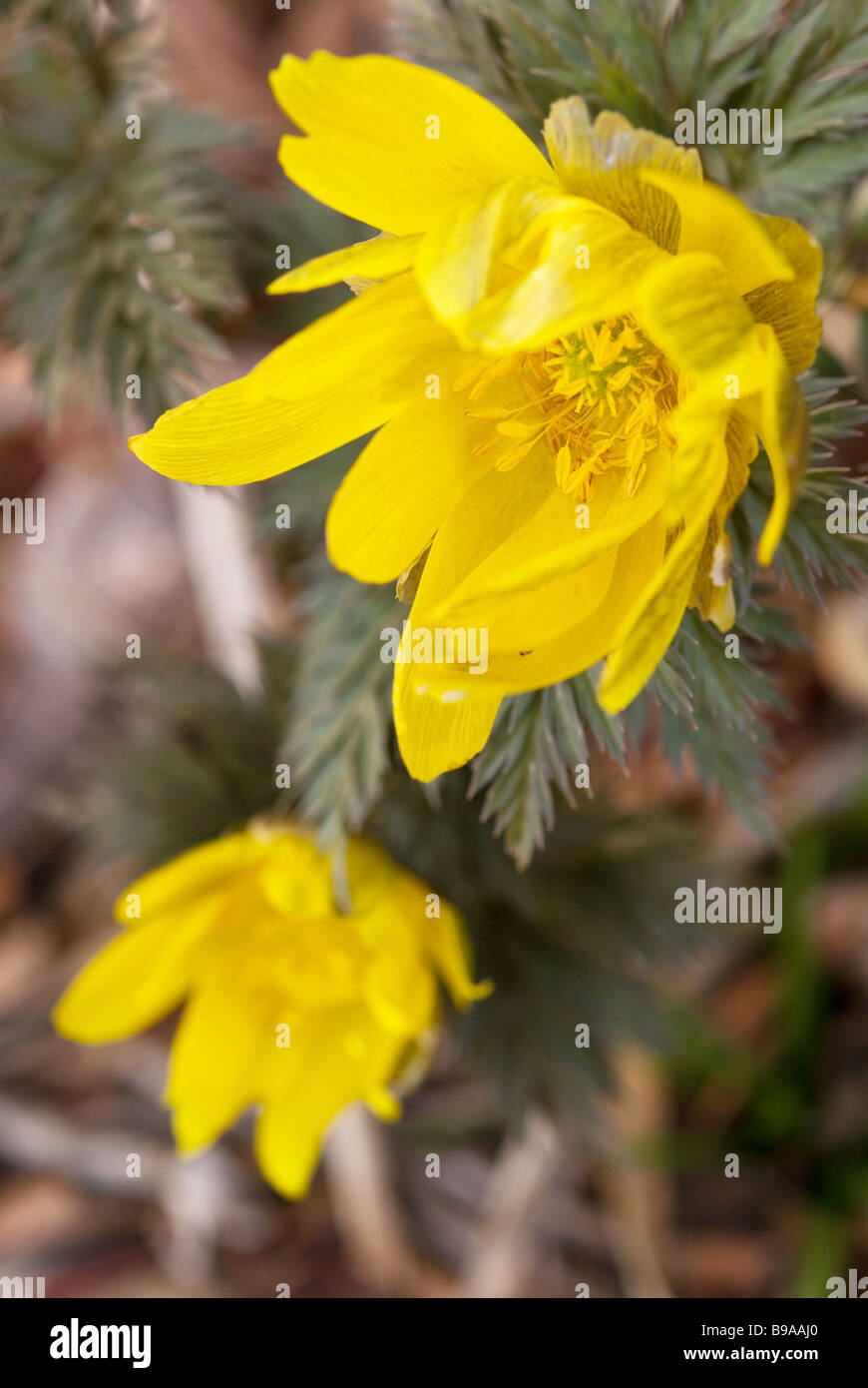 Estremo Oriente Amur adonis Adonis amurensis fioritura in Nagano in primavera Foto Stock