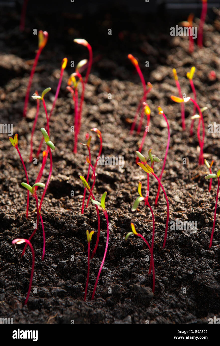 Barbabietola, Beta vulgaris, piantine essendo cresciuto in un seme vassoio pronto per essere piantato fuori. Foto Stock