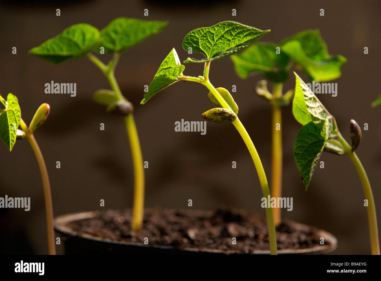 Cherokee Sentiero delle Lacrime climbing bean francese piantine coltivate in vaso prima di essere piantato fuori. Foto Stock