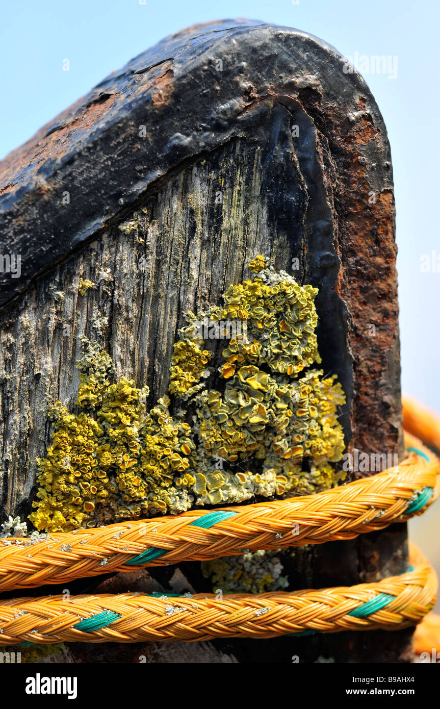 Chiudere fino in barca spiaggia di legno marcio in corda spiaggiata lichen Foto Stock