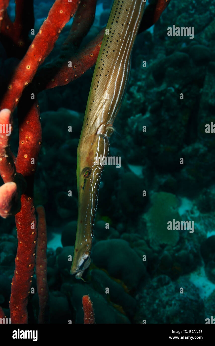 Trumpetfish Aulostomus maculatus appeso in acqua Foto Stock