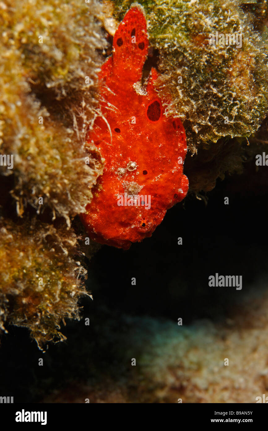 Rana pescatrice Longlure Antennarius multiocellatus colorati di rosso appollaiato sulla Coral Foto Stock