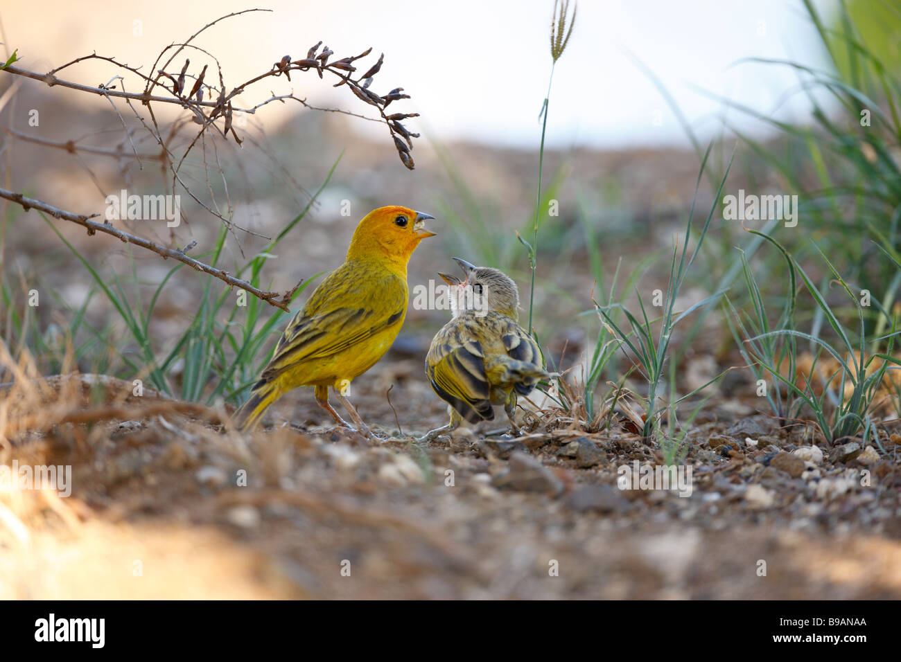 Lo zafferano Finch Sicalis flaveola flaveola noto anche come zafferano brasiliano Finch Sparrow Finch o Finch giallo Foto Stock