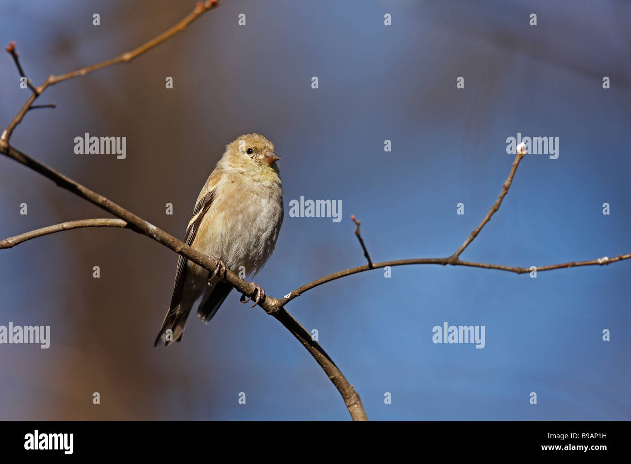 American Cardellino Carduelis tristis tristis femmina in inverno del piumaggio in escursione a New York s Central Park Foto Stock