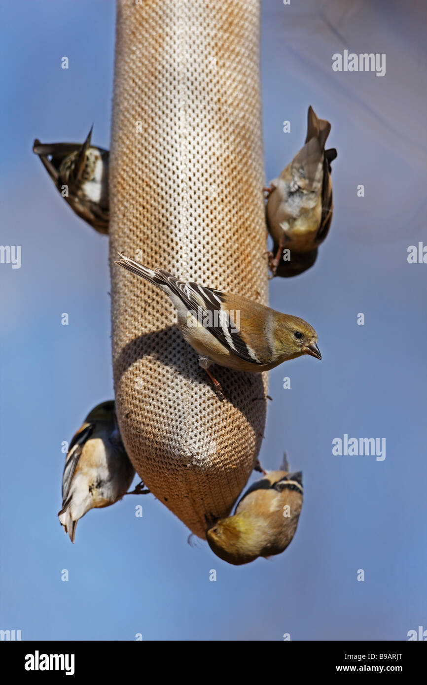 American Cardellino Carduelis tristis tristis diverse persone in inverno piumaggio su un sacco di cardo alimentatore Foto Stock