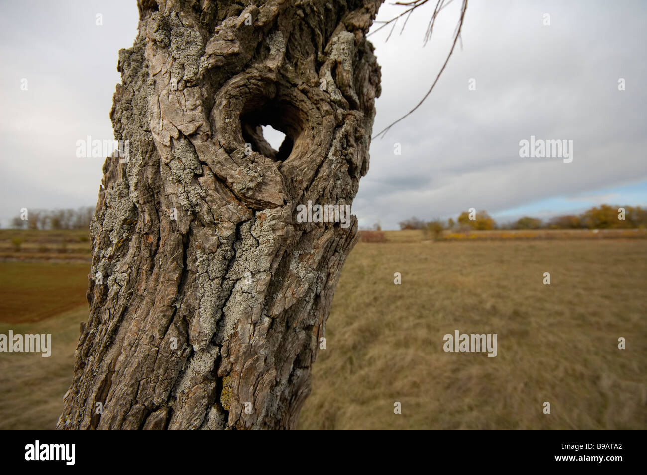 Dettaglio della quercia con un foro in un campo Foto Stock