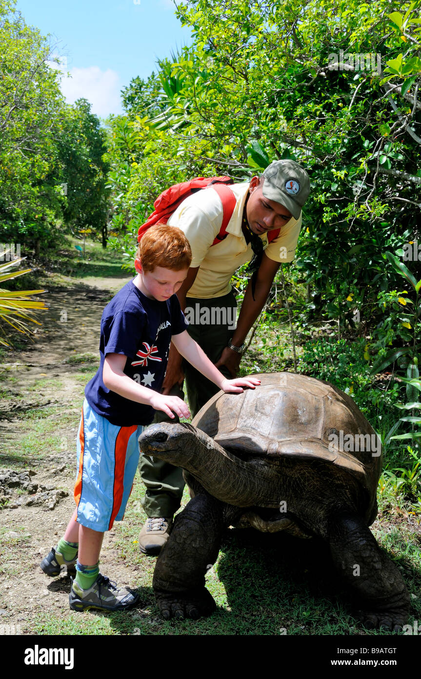 Aldabra tartaruga tartaruga, Ile aux egrette, isola Maurizio Foto Stock