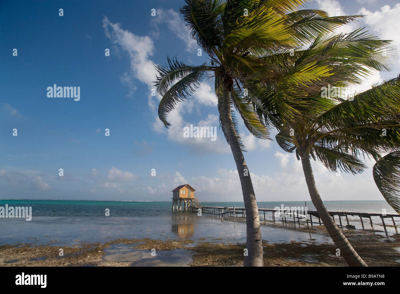 Palme soffiare la brezza pomeridiana lungo la riva con un molo e la capanna in background su Ambergris Caye nel Belize. Foto Stock