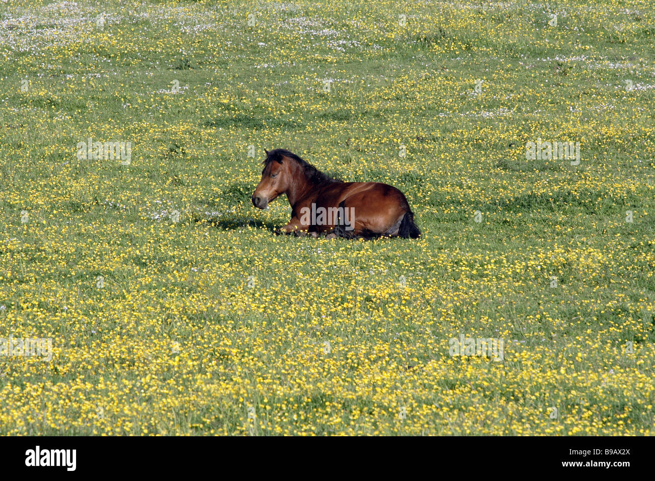 Cavallo seduto in un campo di buttercups in estate, Regno Unito Foto Stock