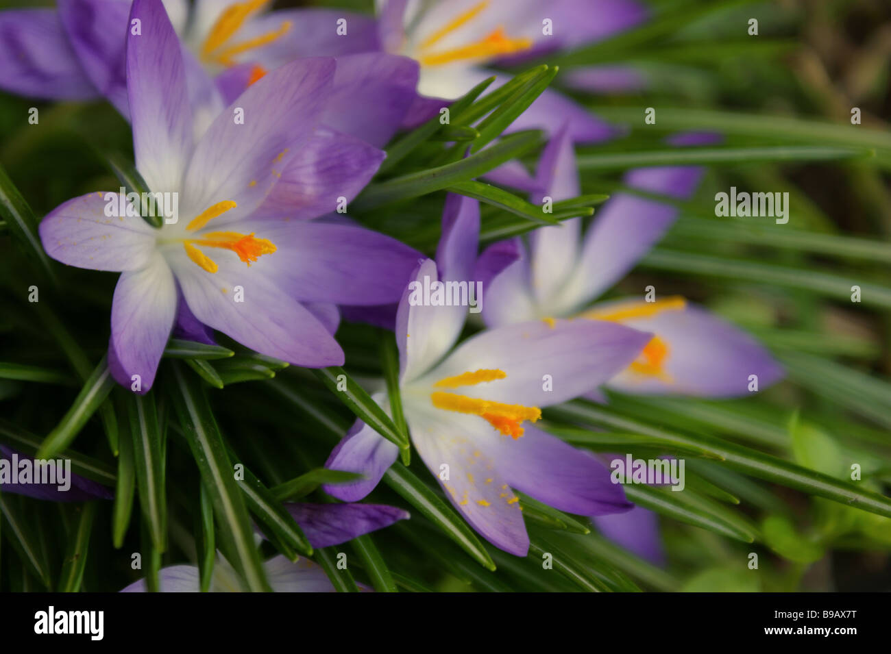 Crocus fiori avidamente godersi il caldo sole di primavera. Visto nella zona nord di Londra agli inizi di marzo 2009. Foto Stock