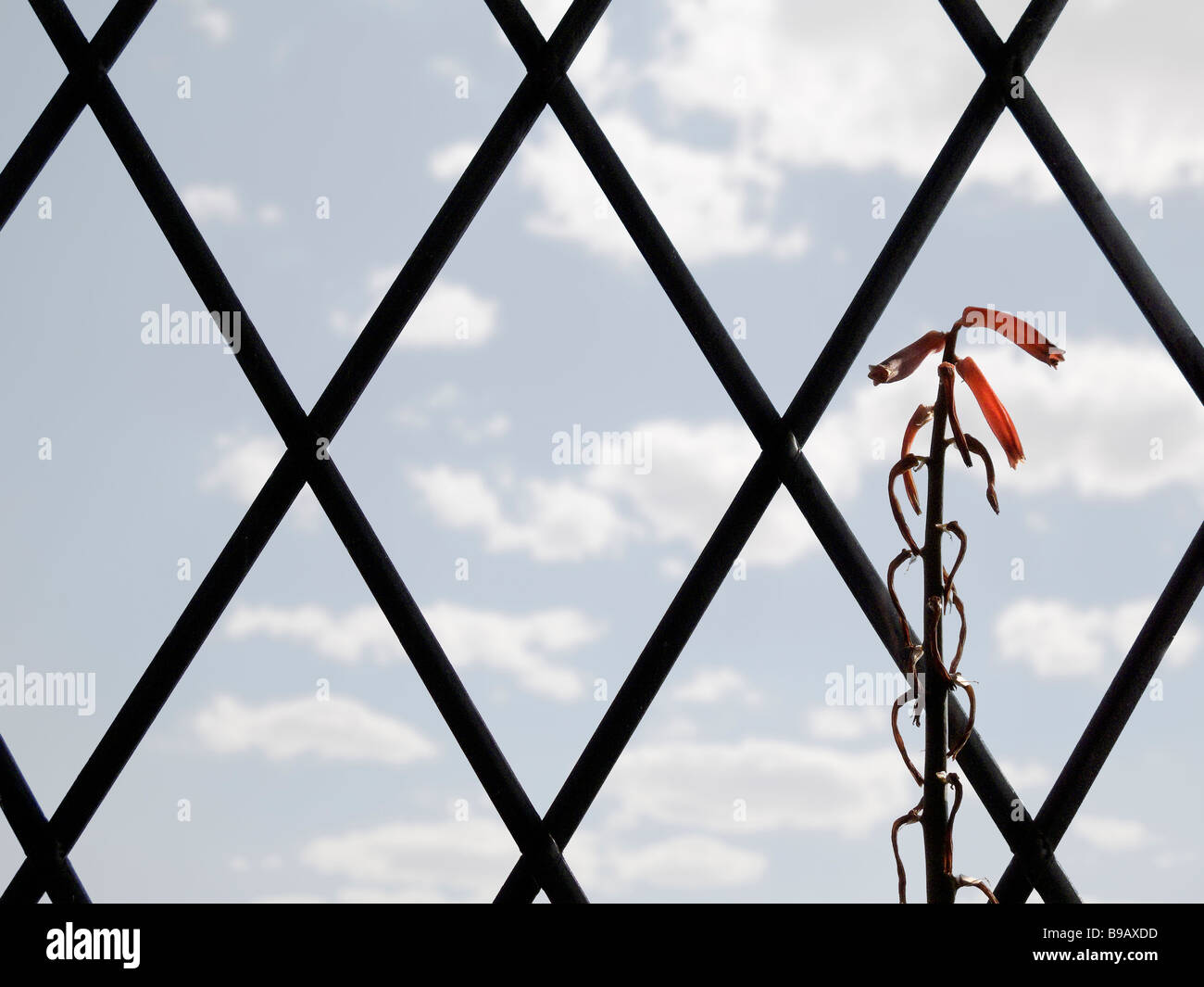 Fiore di Cactus in La mia finestra Foto Stock