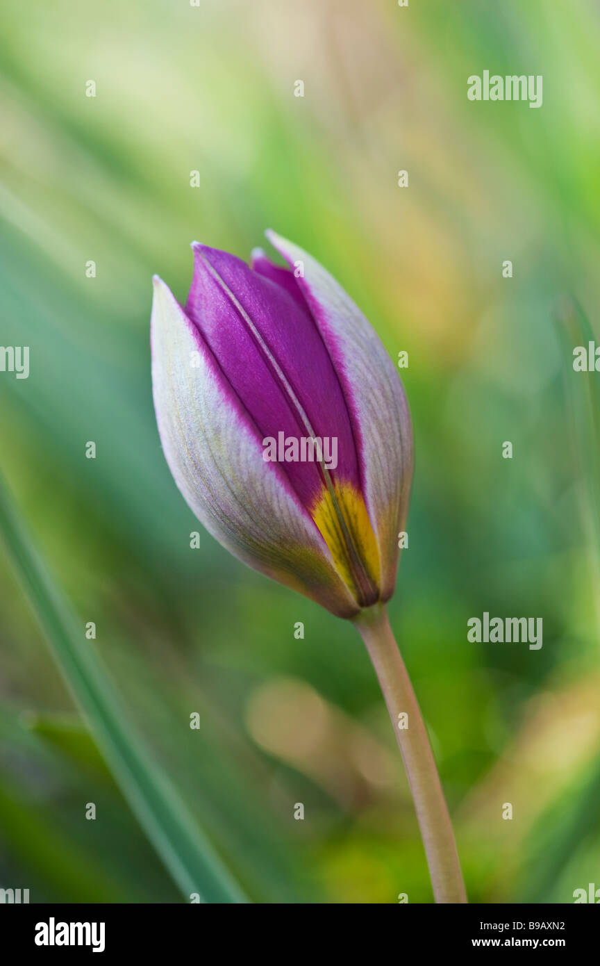 Tulipa. Humilis persiano di Pearl tulip Foto Stock