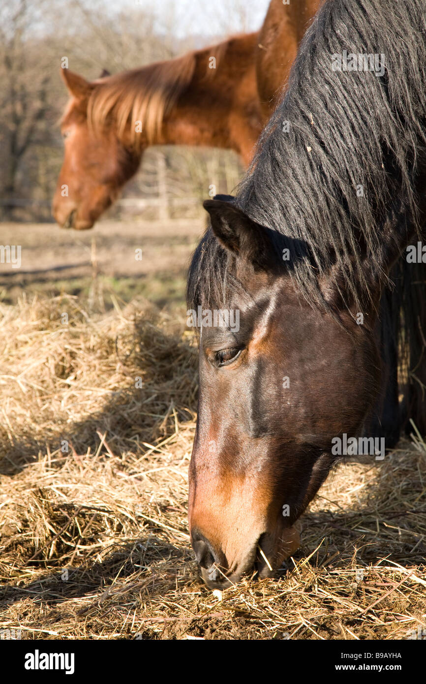 I cavalli vicino a Vrhnika Notranjska Slovenia Foto Stock