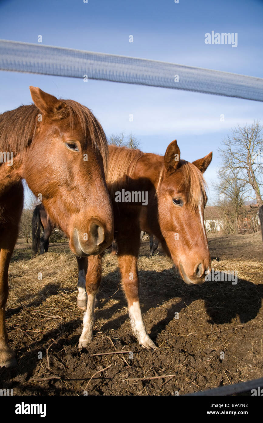 I cavalli vicino a Vrhnika Notranjska Slovenia Foto Stock