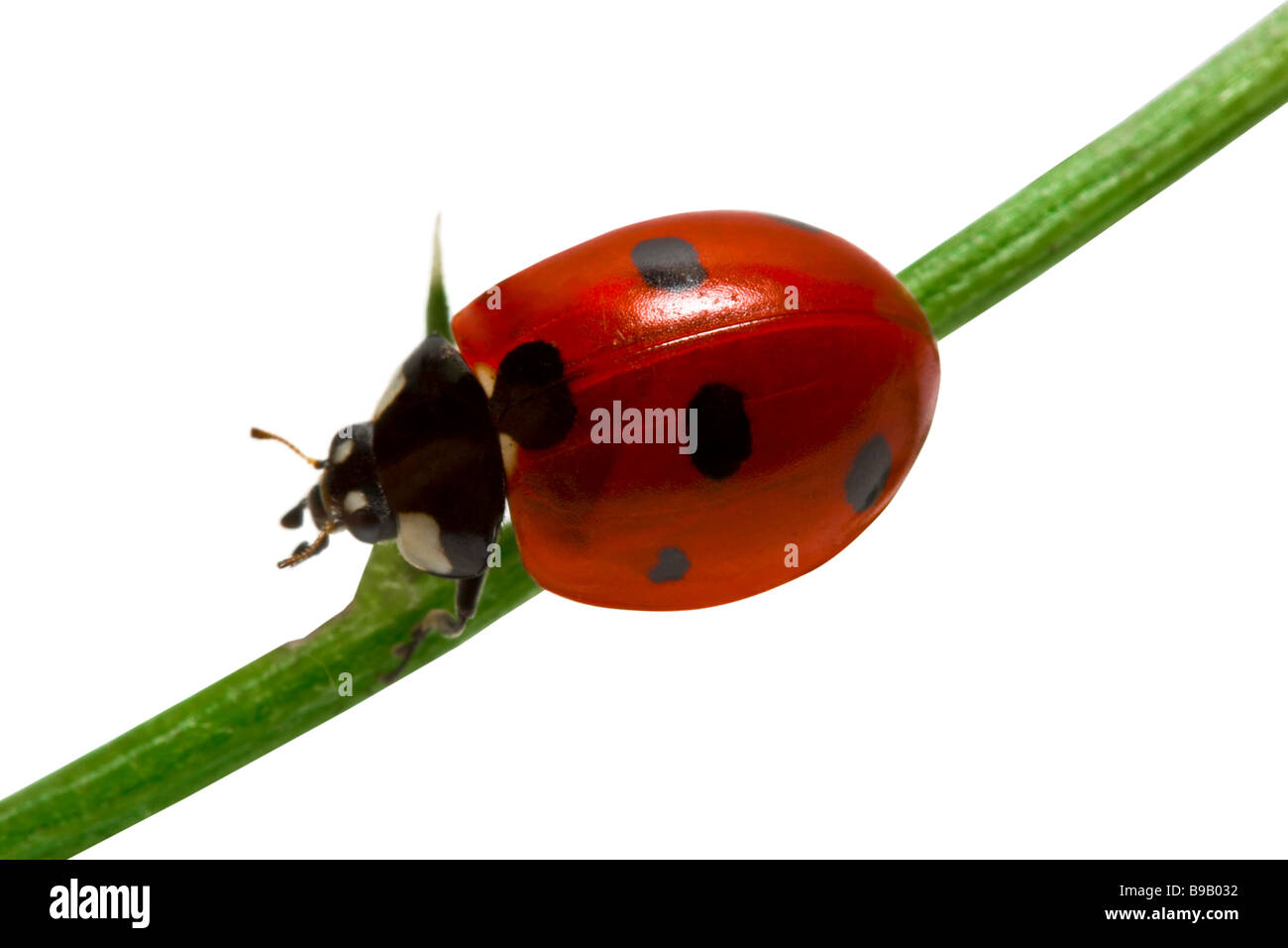 Ladybird close up su sfondo bianco Foto Stock