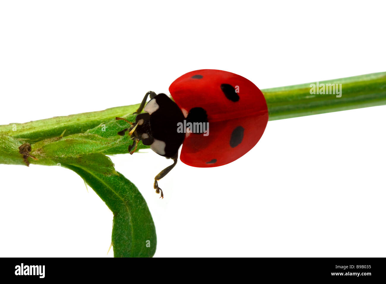 Ladybird close up su sfondo bianco Foto Stock