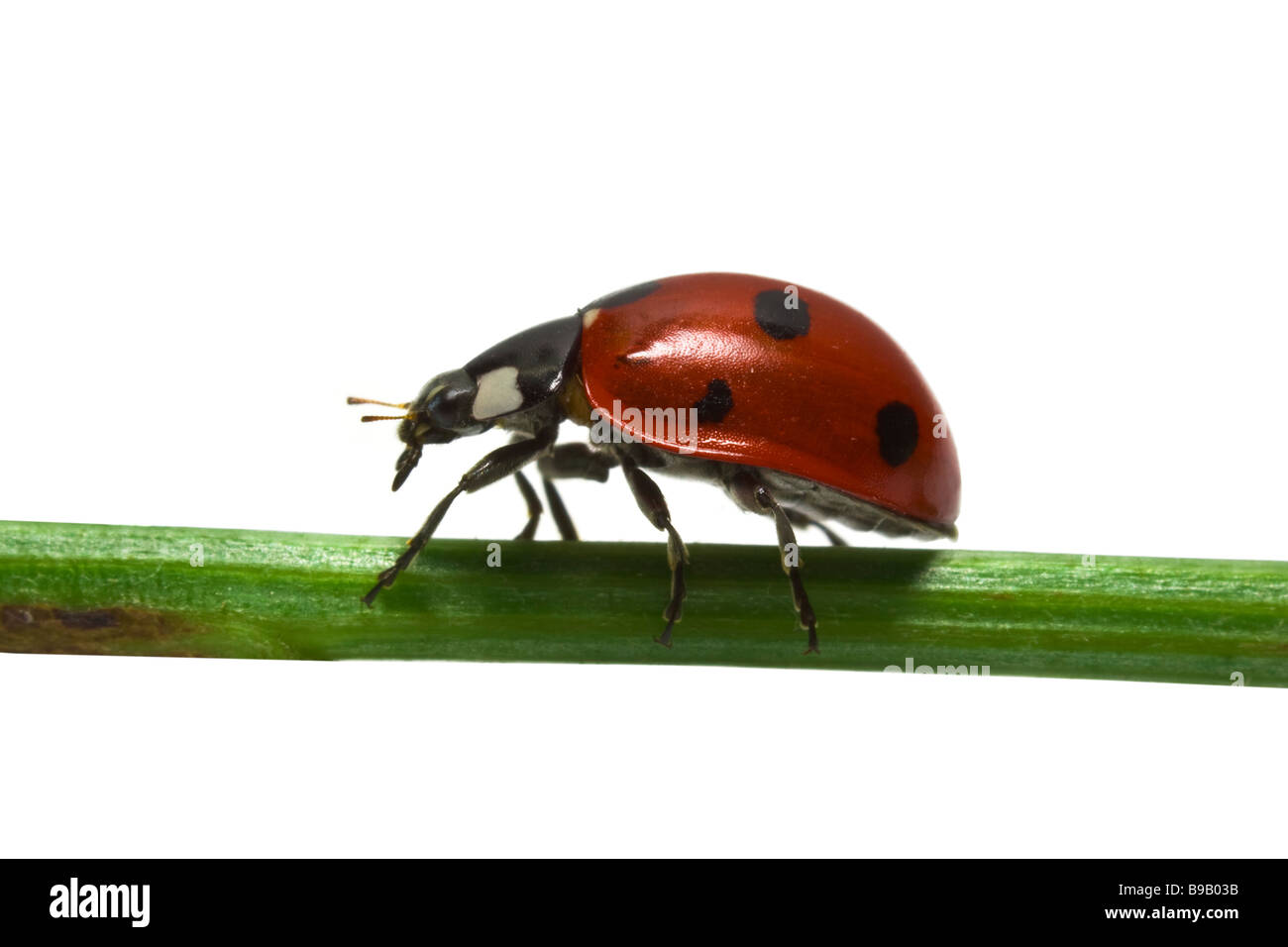 Ladybird su sfondo bianco Foto Stock