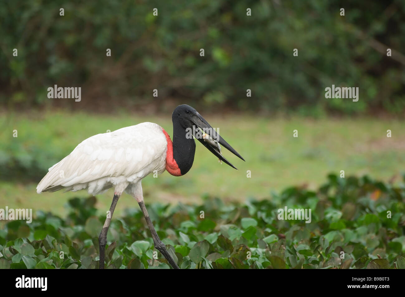 Jabiru Aeroporto mangiando un piranha Pantanal Jabiru Aeroporto mycteria Foto Stock