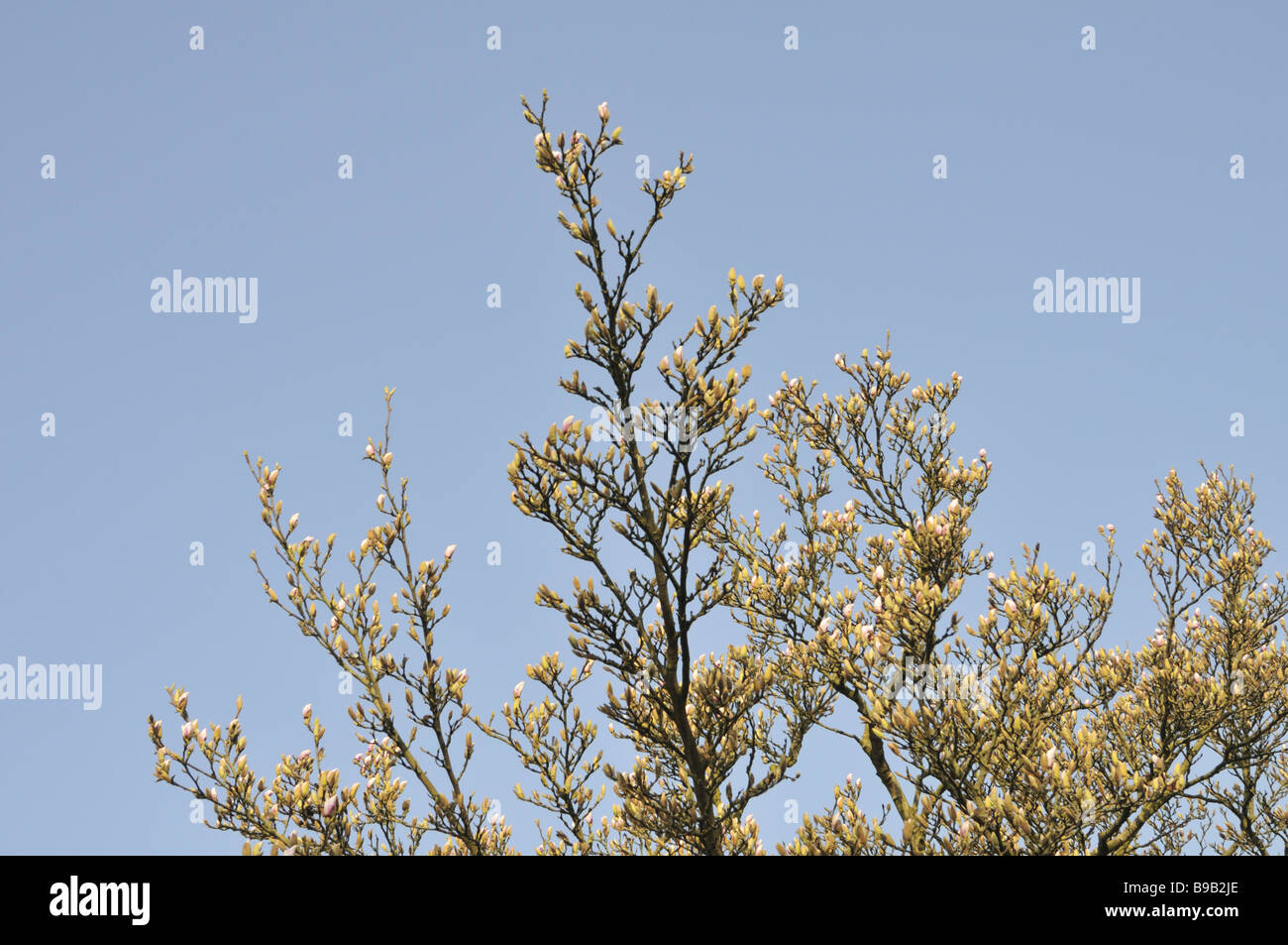 Magnolia boccioli e fiori verso la fine di marzo del Regno Unito Foto Stock