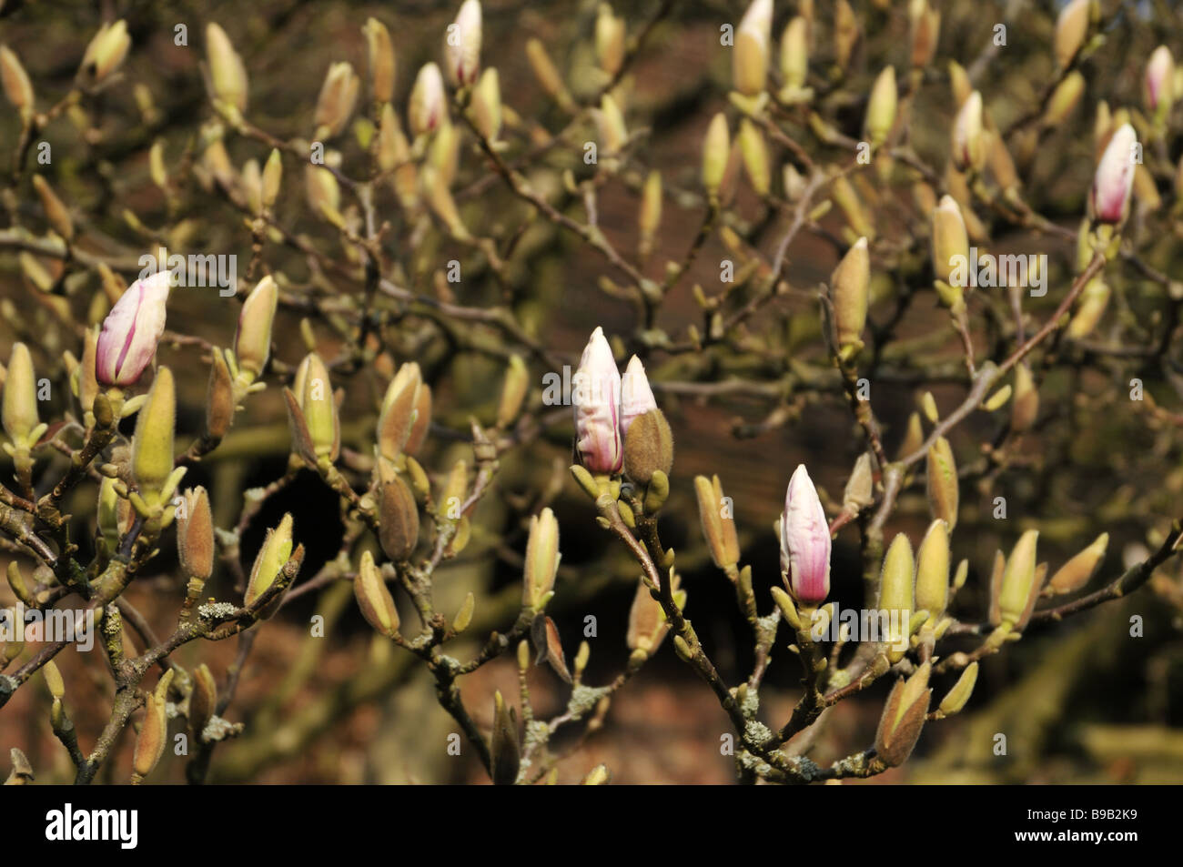 Magnolia boccioli e fiori verso la fine di marzo del Regno Unito Foto Stock