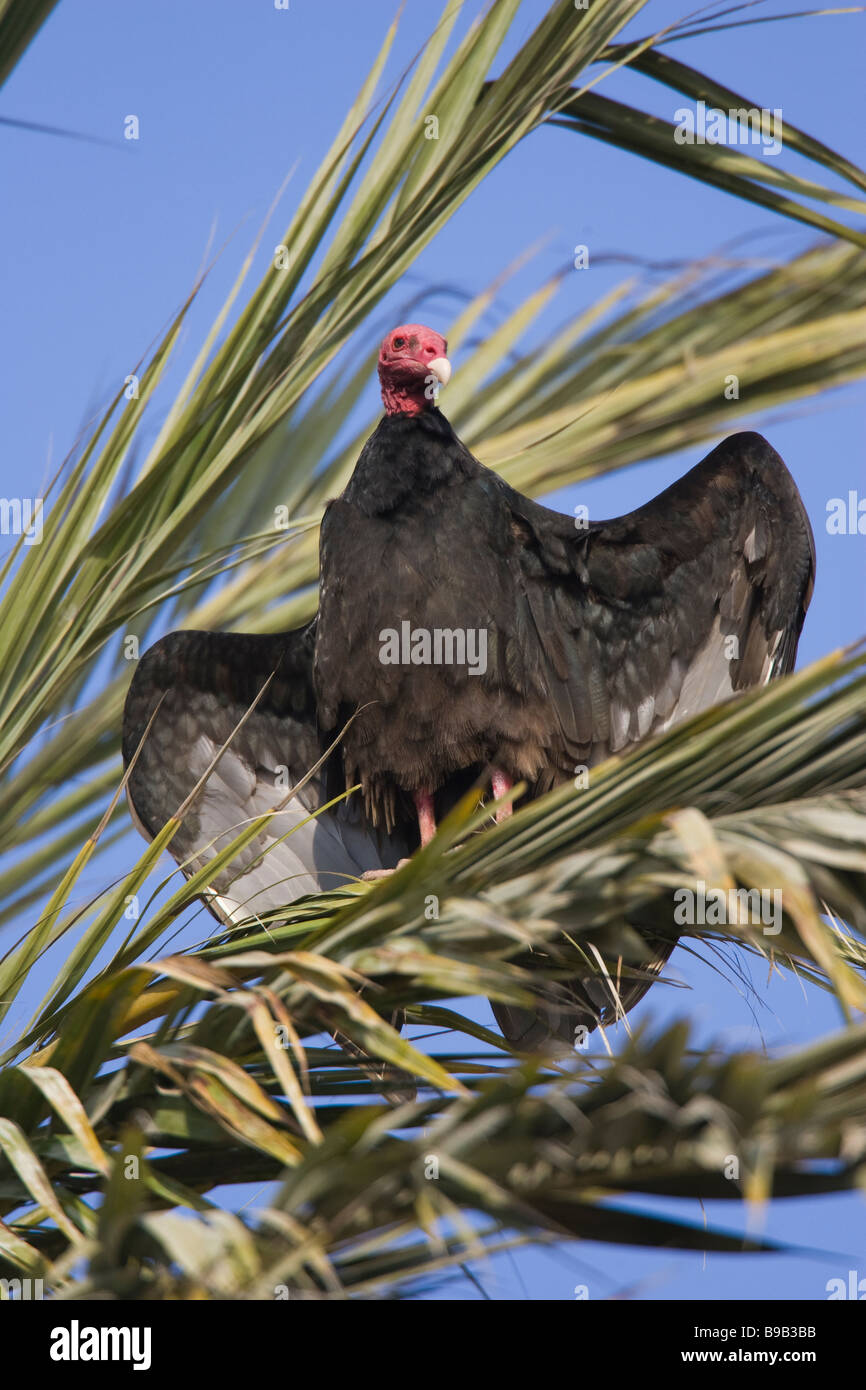 La Turchia Vulture (Cathartes aura jota) prendere il sole con le sue ali teso al mattino presto Foto Stock