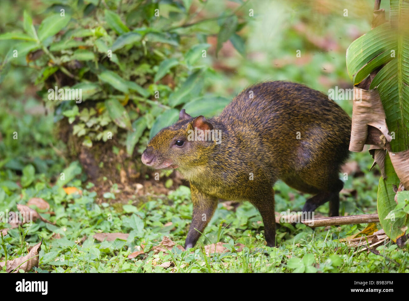 (Agouti [Dasyprocta punctata] variegata) a piedi attraverso il sottobosco Foto Stock