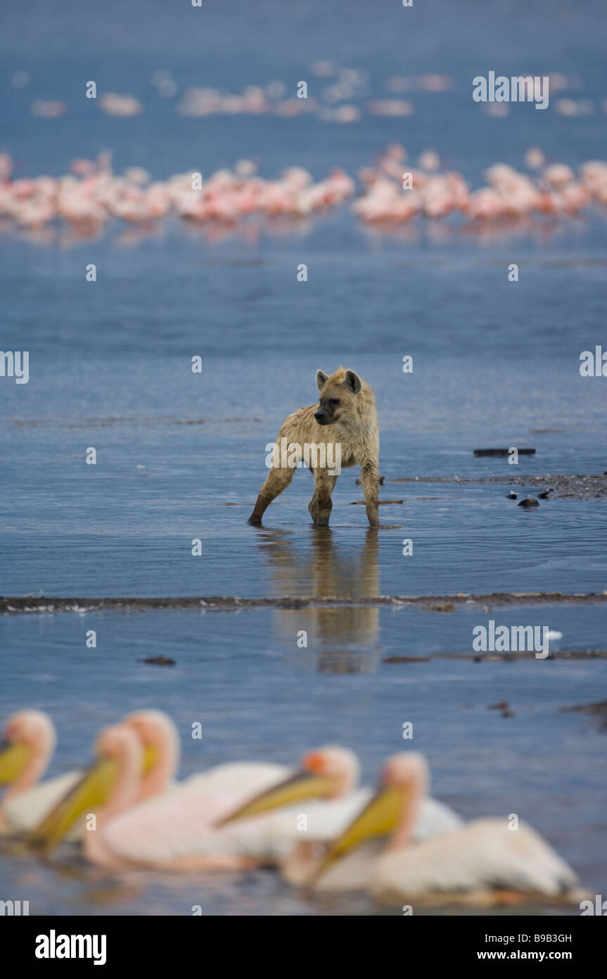 Iena macchiata o ridendo Hyena Crocuta Crocuta, Kenya, Africa Foto Stock