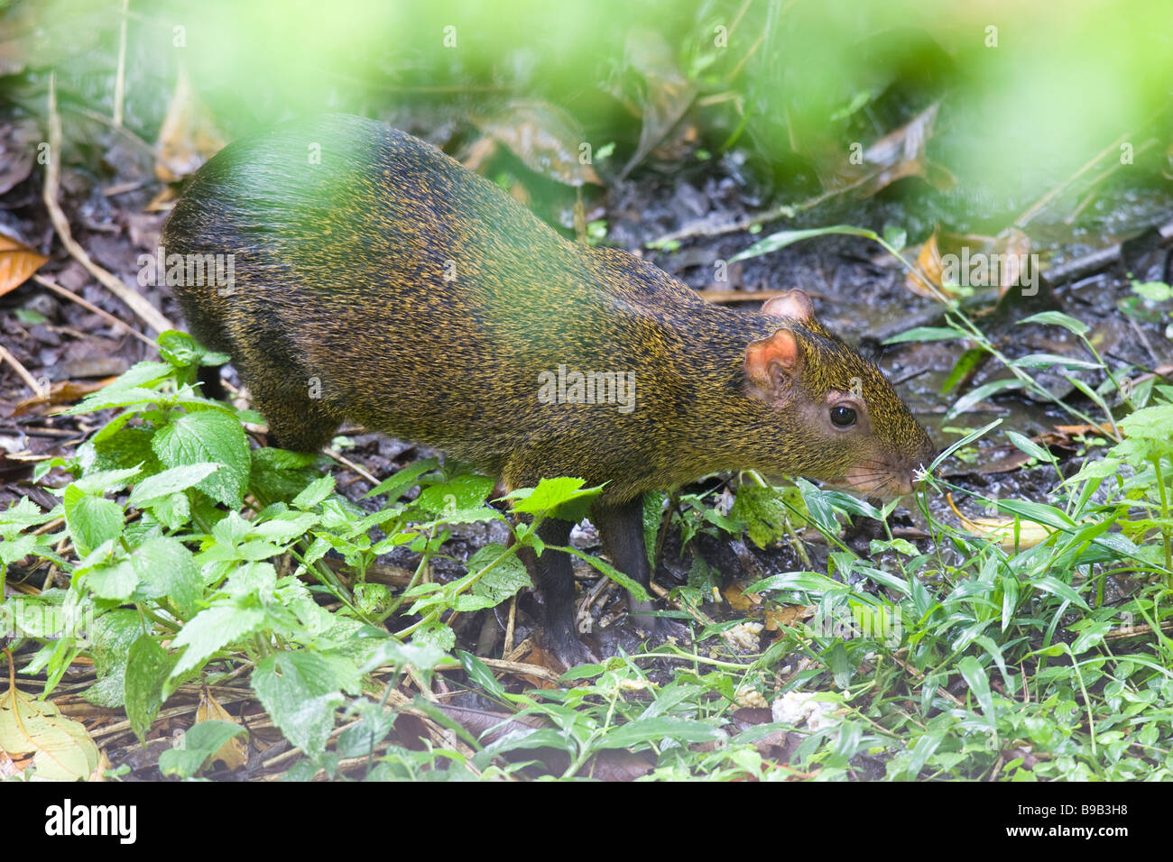 (Agouti [Dasyprocta punctata] variegata) tra il sottobosco Foto Stock