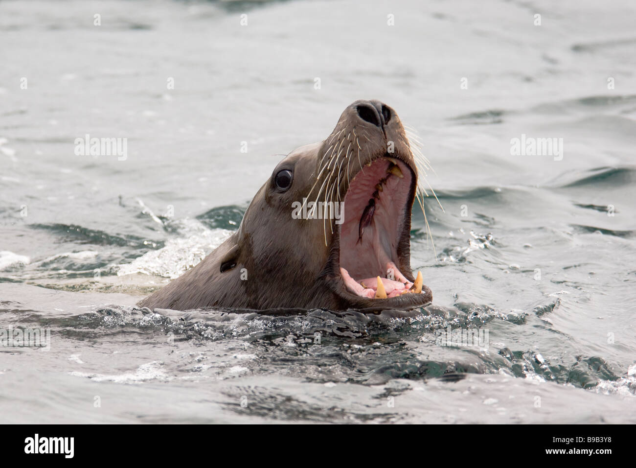 Steller o northern sea lion Eumetopias jubatus Alaska Foto Stock