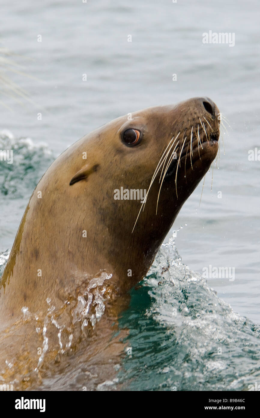 Steller o northern sea lion Eumetopias jubatus Alaska Foto Stock