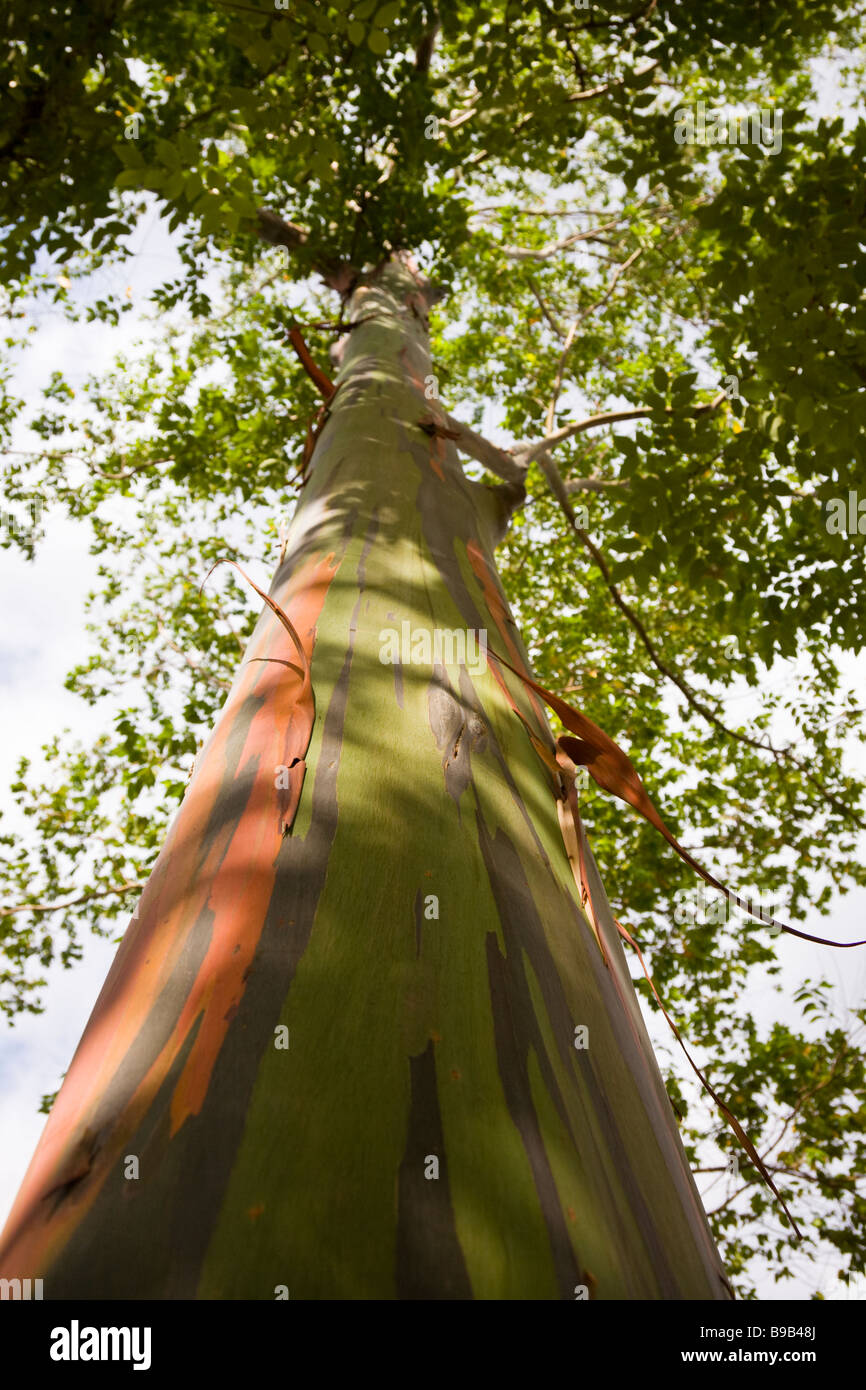 Guardando verso l'alto un arcobaleno eucalipto (Eucalyptus deglupta) nel Palmar Sur, Costa Rica. Foto Stock
