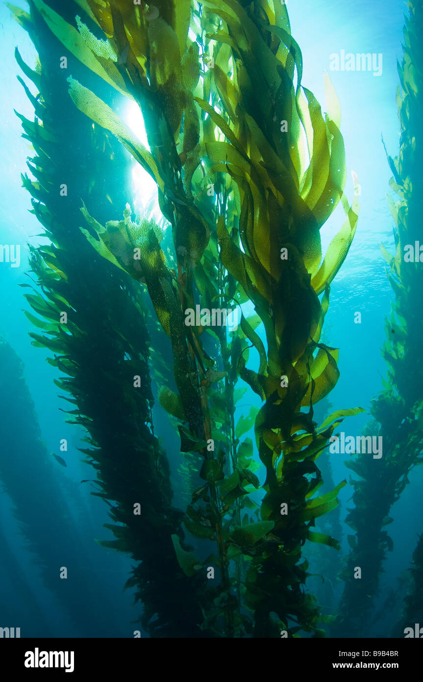 Gigante di foresta di Kelp Macrocystis pyrifera San Benito Isola Baja California Messico Foto Stock