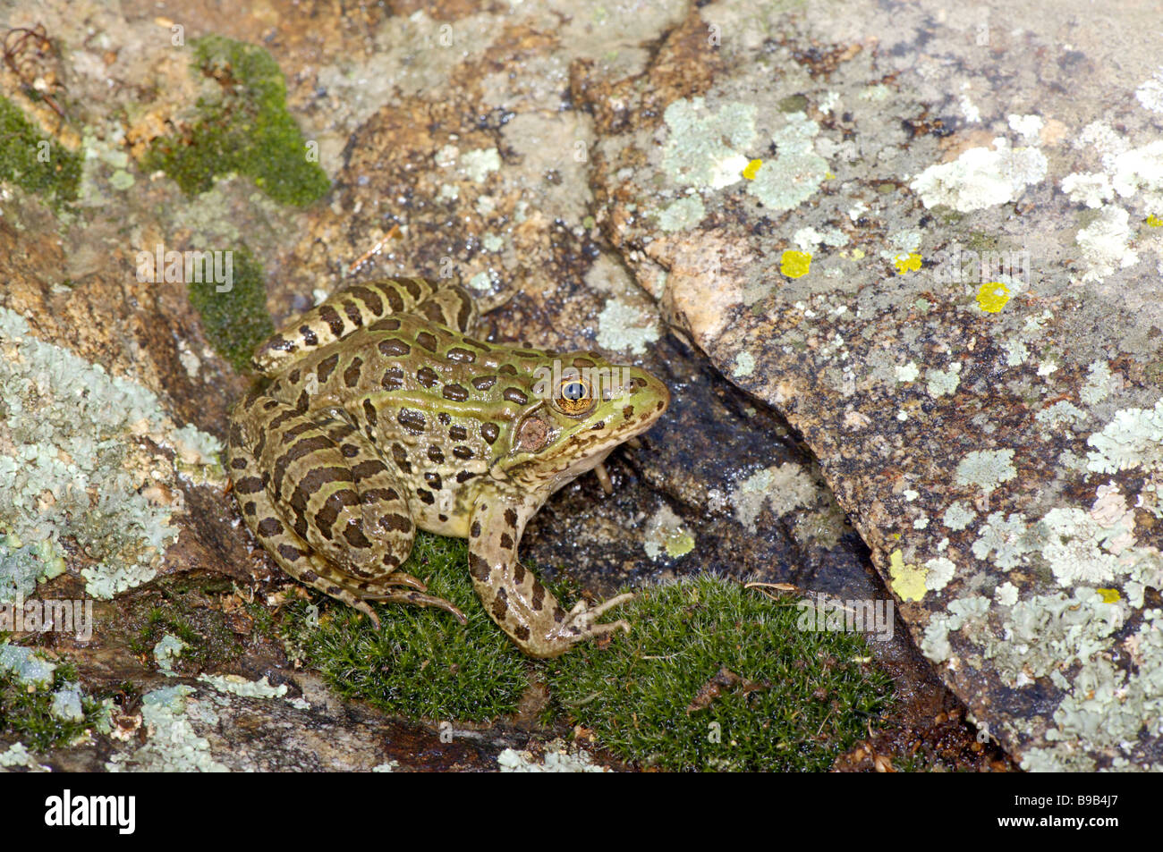 Chiricahua rana di Leopard Foto Stock