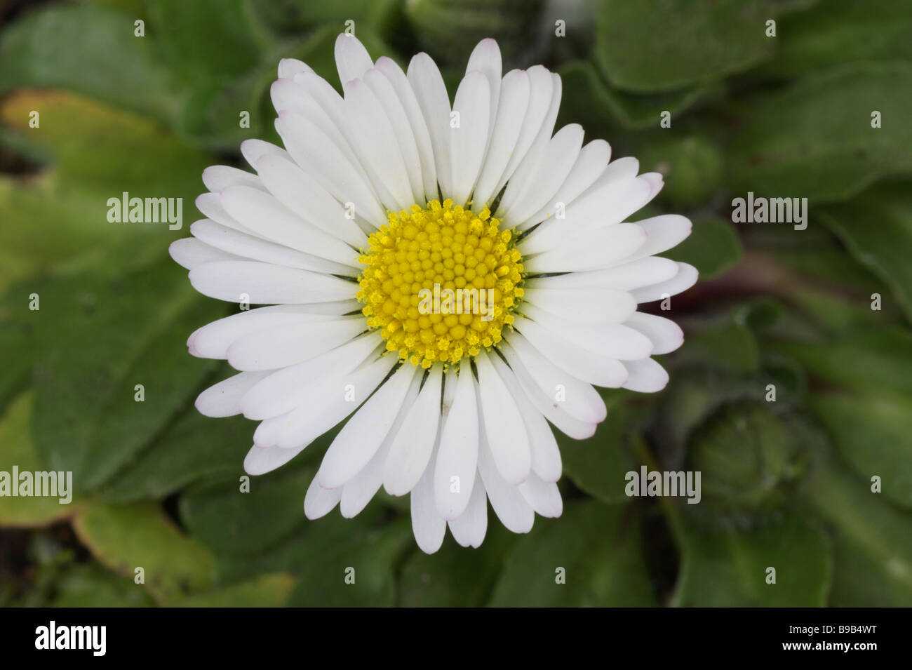 Daisy - Bellis perennis Foto Stock