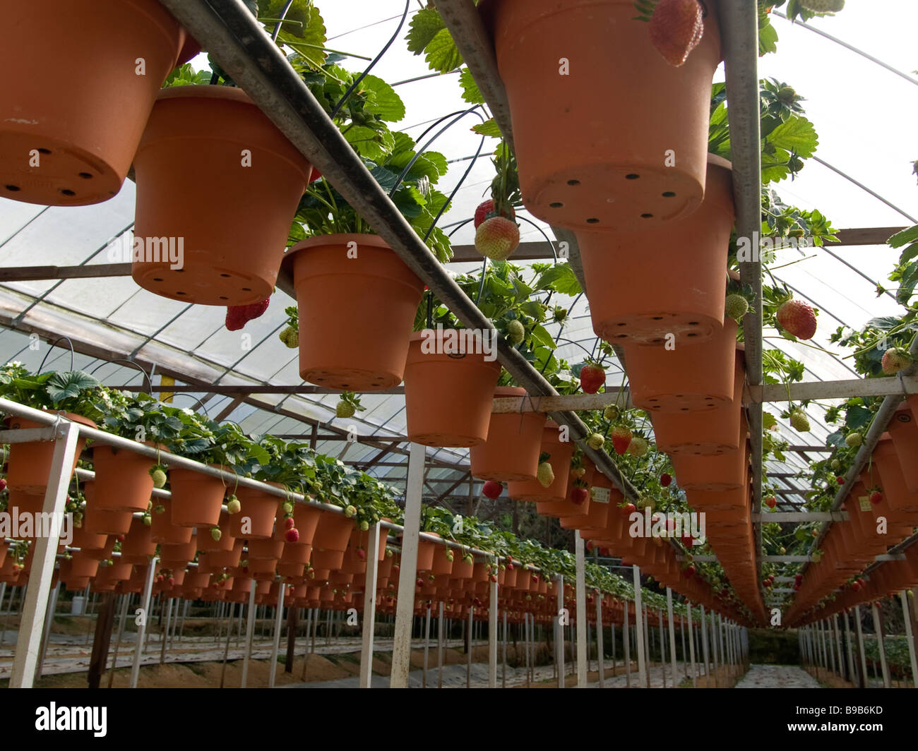 Le fragole essendo cresciuti idroponicamente presso un giardino del mercato in Malese colline Foto Stock