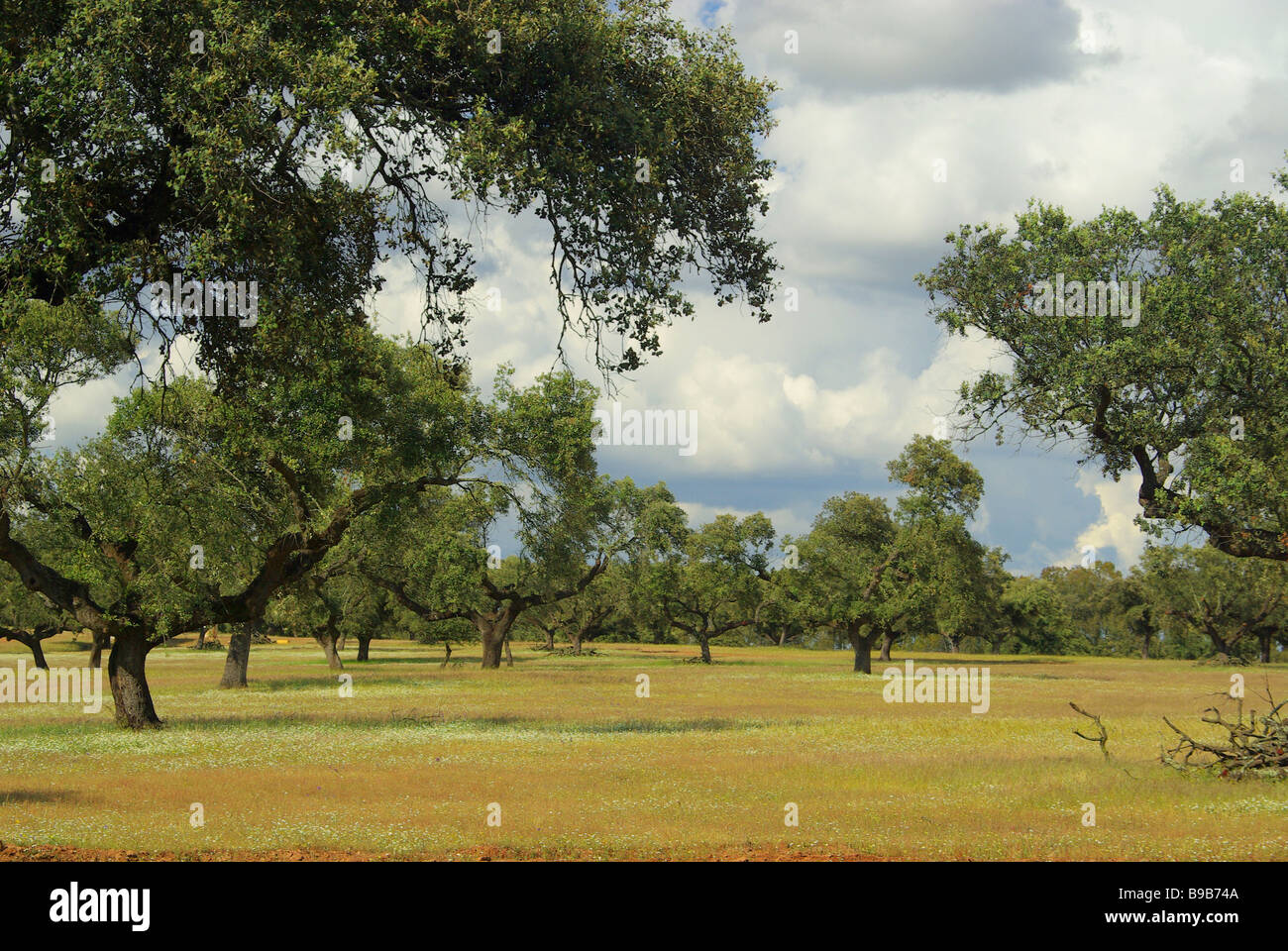 Dehesa 19 Foto Stock